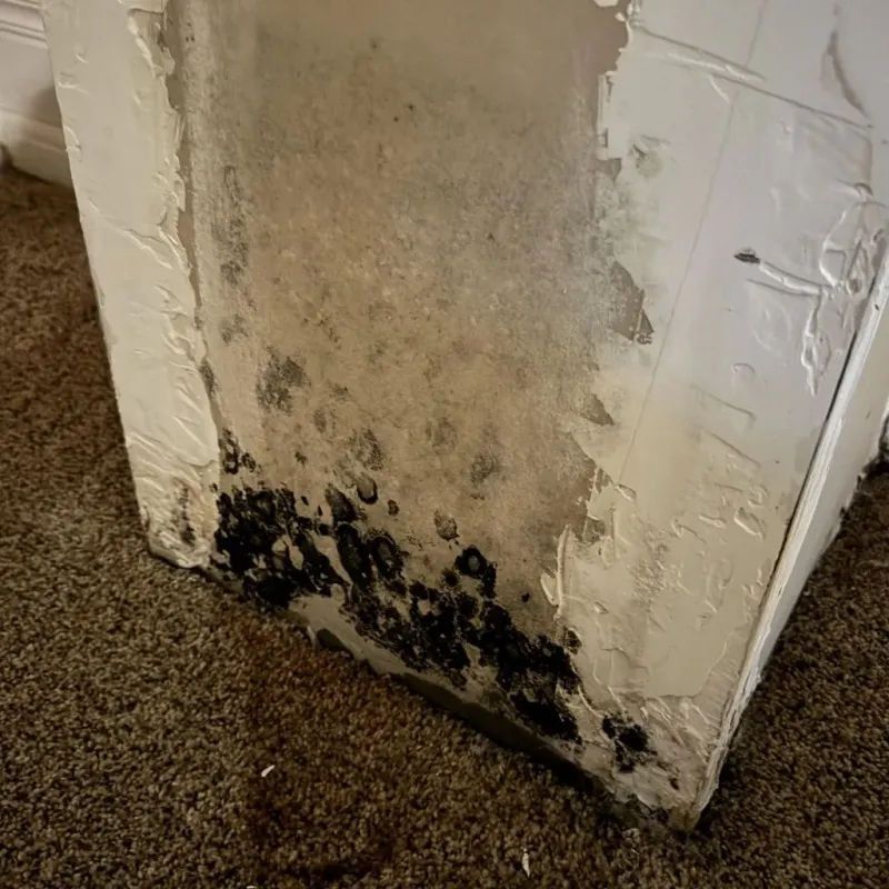 Professional Mold Removal in Fannin County, TX